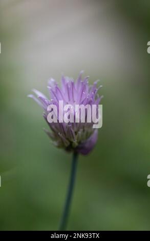 Chive blossom Stock Photo