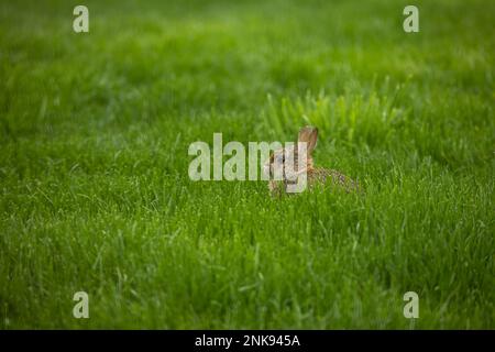 Rabbit sitting in the grass. Stock Photo