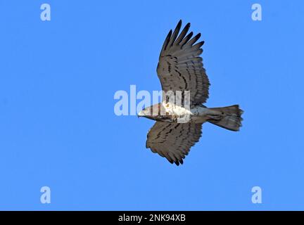 Short-toed snake eagle Circaetus gallicus in flight Stock Photo