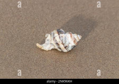 Sea shell on the beach. Selective focus. Macro photography Stock Photo