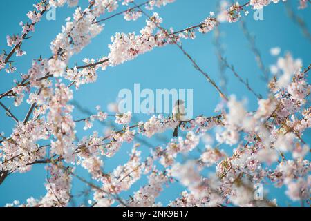 Eastern Phoebe bird in a flowering cherry tree Stock Photo