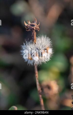 Dandelion flowers (Taraxacum officinale). Dandelions field background on spring sunny day. Blooming dandelion. plant Taraxacum officinale at the time Stock Photo