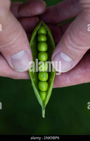 A man's hands holding a fresh pea pod with peas in it. Stock Photo