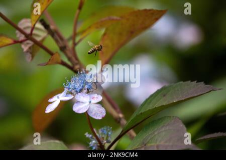 Bee on a Lacecap Hydrangea. Stock Photo