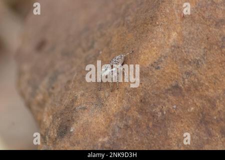 Jumping Spider on the rock in the nature or in the garden. Macro photo Stock Photo
