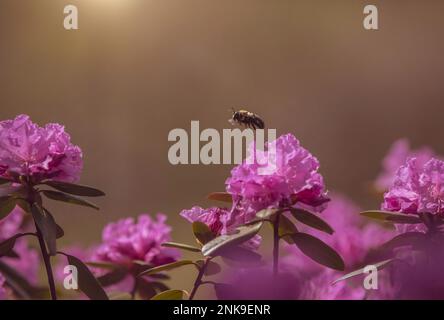 Bumble bee in flight. Stock Photo