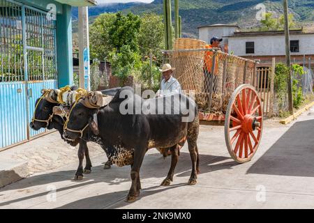 A farmer drives an oxcart of corn cobs on the street in San Miguel del Valle in Tlacolula Valley of Oaxaca, Mexico. Stock Photo