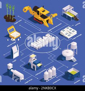 Sugar cane production isometric  infographics with cane harvester sorting clarifier evaporator shredder sugar storage elements vector illustration Stock Vector