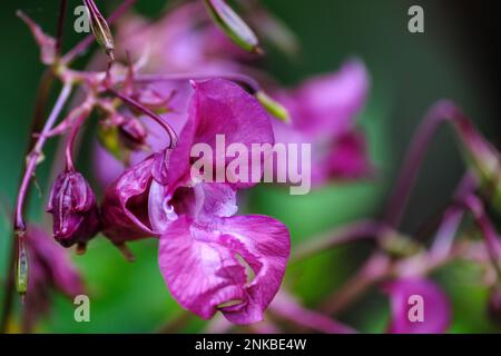 Lilium-pink flower on blurred background. Selective focus. Impatiens glandulifera flower, common names Policeman's Helmet, Heart, Gnome's Hatstand and