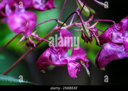 Lilium-pink flower on blurred background. Selective focus. Impatiens glandulifera flower, common names Policeman's Helmet, Heart, Gnome's Hatstand and