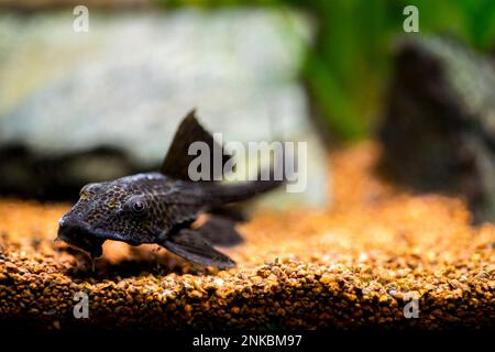 selective focus of a suckermouth catfish or common pleco (Hypostomus plecostomus) isolated in a fish tank with blurred background Stock Photo