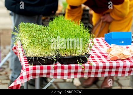 Microgreen seeds mustard on the table on market. Stock Photo