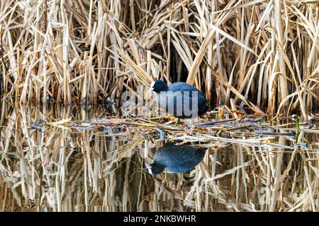 Close up of Coot, Fulica atra, on the floating base of a new nest made of plant remains from dead riparian plants in the background with nice reflecti Stock Photo