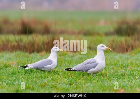 Close up of a couple European Herring Gulls, Larus Argentatus, yellow beak with red spot in a green pasture against blurry background. The male has a Stock Photo