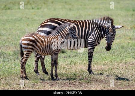 Plains zebra (Equus quagga) or horse zebra, mare with calf, 6 months old, Ngorongoro Conservation Area, Tanzania Stock Photo