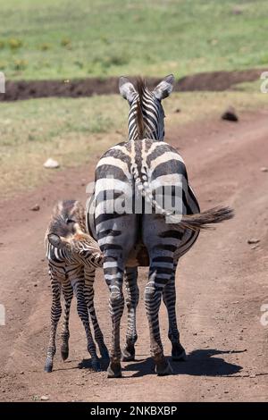 Plains zebra (Equus quagga) or horse zebra, mare with calf, 6 months old, suckling, Ngorongoro Conservation Area, Tanzania Stock Photo