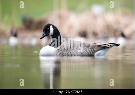 Canada goose (Branta canadensis), young, close-up, swimming on water body Stock Photo