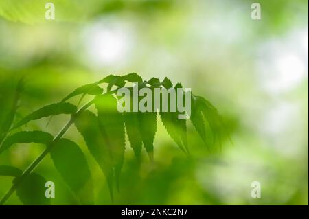 Green, pointed, elongated leaves hanging down curved on a stem Stock Photo