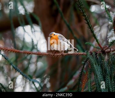 European robin (Erithacus rubecula), standing on a branch of a coniferous tree Stock Photo