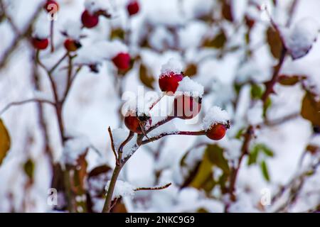 Snow covered red rosehip berries on a bush in winter. Wild rose hips Rosa acicularis. Winter berries. Nature background. Stock Photo