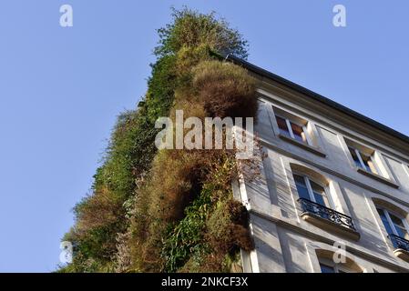 Facade of a Parisian Apartment Building Covered with Plants, France Stock Photo