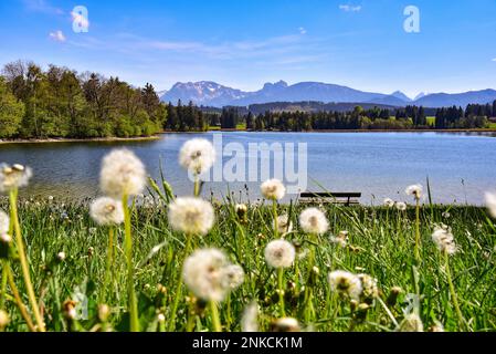 Flower meadow at the Schwaltenweiher near Seeg, in the background the Allgaeu Alps, in the middle the Aggenstein and the Breitenberg near Pfronten Stock Photo