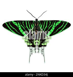 Tropical butterfly Urania leilus, the green-banded, is a day-flying moth of the Uraniidae family vector illustration Stock Vector