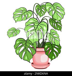 Monstera houseplant in the ceramic pot vector illustration Stock Vector