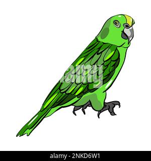 Green parrot vector illustration Stock Vector