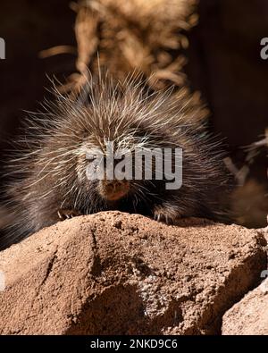 Porcupine Stock Photo