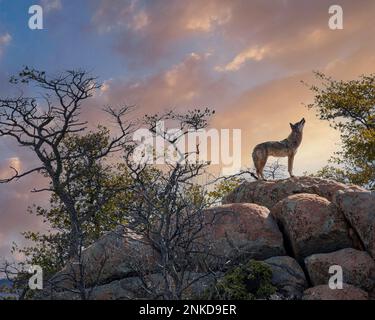 A coyote howls into the air from a rock outcropping in the northern Arizona desert. Stock Photo