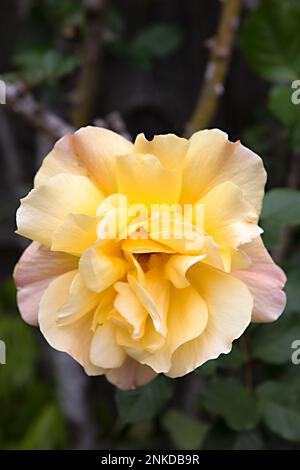 yellow and pink garden rose Stock Photo