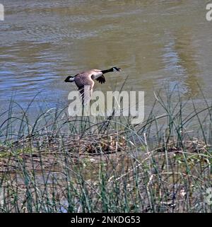 Canada goose flying over Alameda Creek in Union City, California Stock Photo