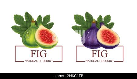 Fig natural product two labels with green and purple realistic fresh fruits isolated vector illustration Stock Vector