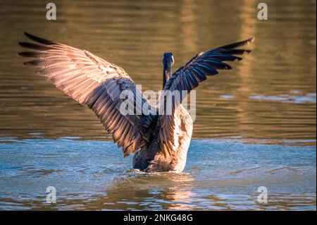 Canada goose (Branta canadensis) swimming in lake Stock Photo