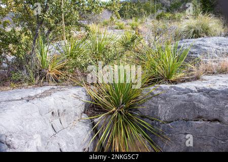 Closeups of a group of Dasylirion Leiophyllum, Green Sotol, plants growing on top of limestone in Pedernales Falls State Park as part of the Texas Hil Stock Photo