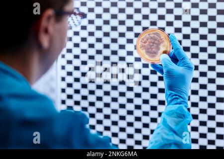 Scientist holding petri dish in a microbiological lab Stock Photo