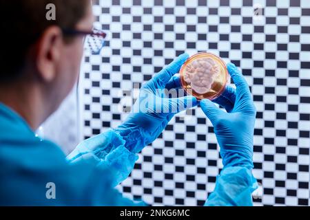 Scientist holding petri dish in a microbiological lab Stock Photo