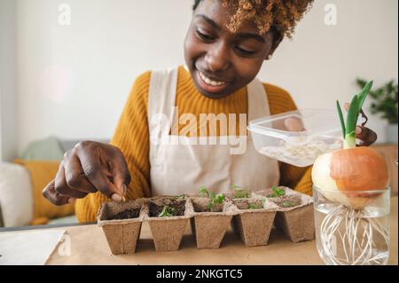 Happy woman planting sprouted lentil seeds in container at home Stock Photo