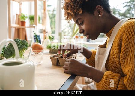 Young woman planting sprouted lentil seeds in container at home Stock Photo