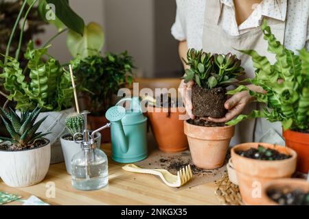 Woman planting in pot on table at home Stock Photo