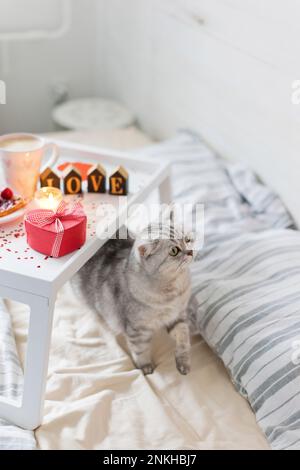 Breakfast tray with cat on bed Stock Photo
