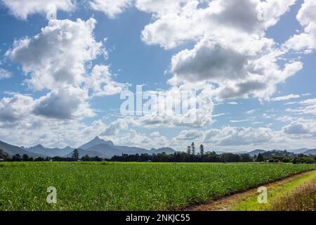 Mount Warning, Wollumbin, near Murwillumbah, new south wales, australia Stock Photo