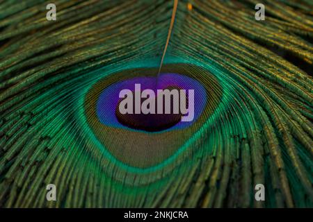 Peacock feather, Peafowl feather, Closeup. Feather, Bird feather, Background, Wallpaper. Green feather. Stock Photo