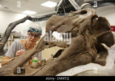 Volunteer fossil preparator Jean Primozich works on a Tyrannosaurus Rex skull in the paleontology lab at the new Burke Museum, May 8, 2019. Primozich has been working on removing the 70 million-year-old
