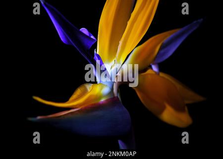 A close-up abstract angle of a beautiful vibrant blue and orange Bird of Paradise -Sterlitzia reginae- flower isolated on a black background Stock Photo