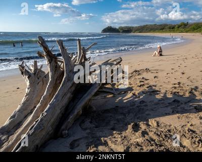 A large piece of driftwood tree trunk on the beach while people enjoy the sea near Nosara in Costa Rica Stock Photo