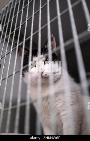 Netherlands, Amsterdam on 2022-03-14. Founded in 1966, De Poezenboot is a non-profit cat shelter on a barge that offers animals for adoption while rec