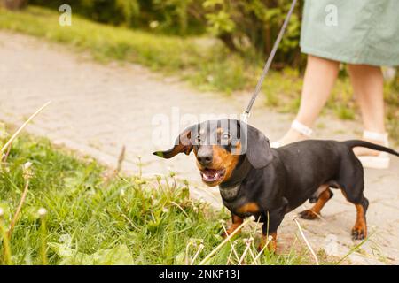 woman walks with the dog on a leash in the park . dachshund are barking near a woman's feet. Stock Photo