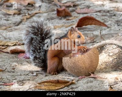 A red squirrel tries to eat from half a coconut shell on the beach in Santa Teresa in Costa Rica Stock Photo
